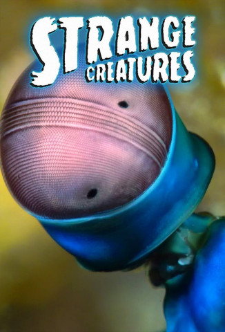 Strange Creatures (2015)