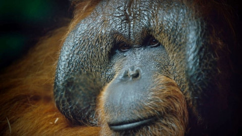 ZOOGEFLÜSTER: PRIMATEN (2021)