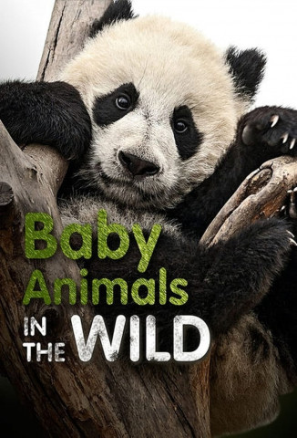 Baby Animals in the Wild (2015)