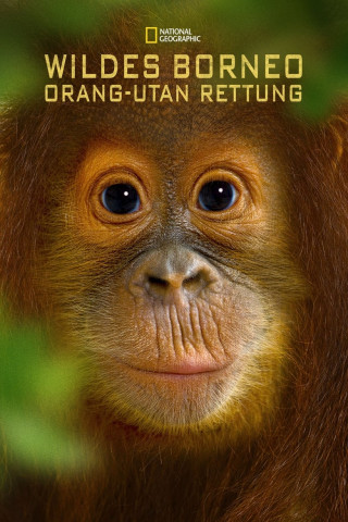 Wildes Borneo: Orang-Utan Rettung (2015)