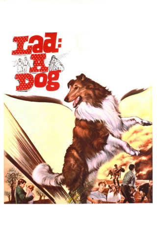 Lad: A Dog (1962)