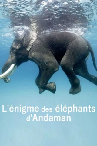 Das Rätsel der Andamanen-Elefanten (2023)