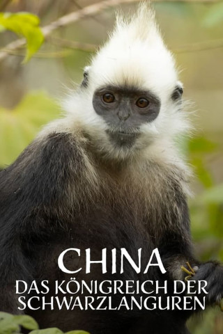 China: Das Königreich der Weißkopflanguren (2021)