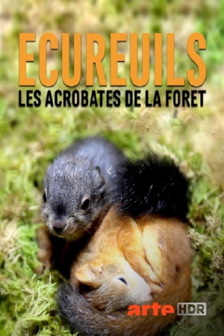 Geheimnisvolle Eichhörnchen (2018)