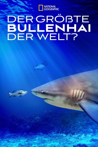Der größte Bullenhai der Welt? (2021)