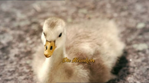 Nils Holgerssons wunderbare Reise (2011)