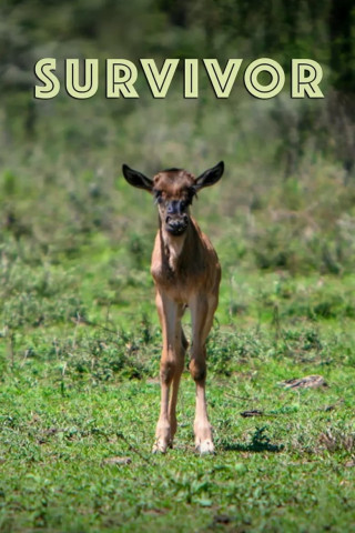 Survivor (2022)