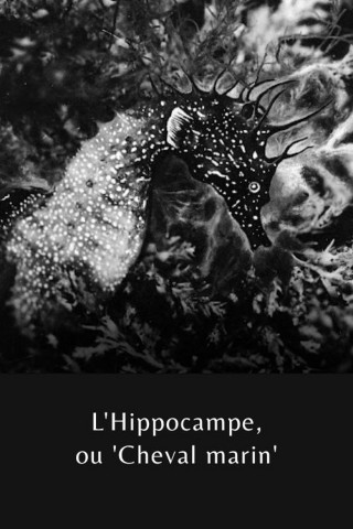 L'Hippocampe, ou 'Cheval marin' (1935)