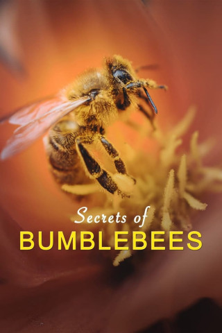 Hummeln - Bienen im Pelz (2013)