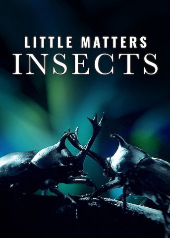 Little Matters: Insects (2015)