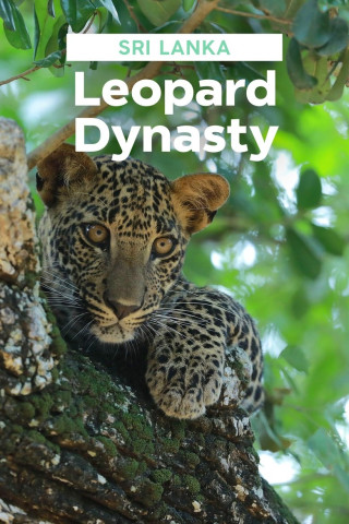 Sri Lankas Leoparden-Dynastie (2022)