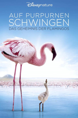 Auf purpurnen Schwingen: Das Geheimnis der Flamingos (2008)